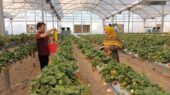 هشدار جدی به گلخانه‌داران آذربایجان‌غربی هم‌زمان با کاهش دما 