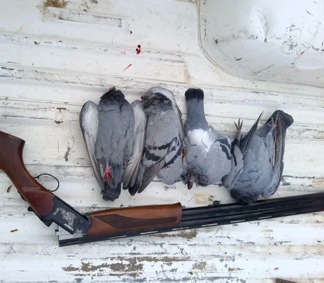 کشف اسلحه غیرمجاز و چهار کبوتر شکارشده در تویسرکان