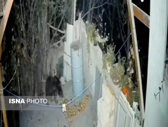 ورود خرس به منزلی مسکونی در خطیرکوه استان سمنان ختم به خیر شد+ ویدئو