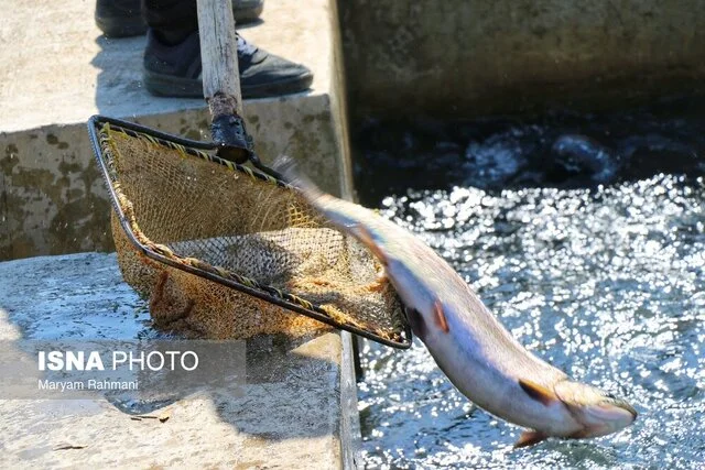 نهاوند، شهر شیلاتی غیر ساحلی ایران با تولید شگفت‌انگیز ماهی در دل همدان!