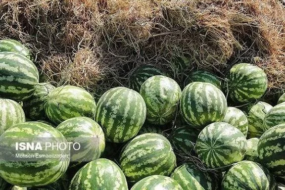 برداشت هندوانه پاییزه از ۲۰۰۰ هکتار میناب آغاز شد؛ صادرات به کشورهای خلیج فارس و روسیه در راه است!