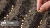 قم رکورد شکست؛ تولید بیش از ۲۵۰۰ تن بذر غلات در سال زراعی جاری