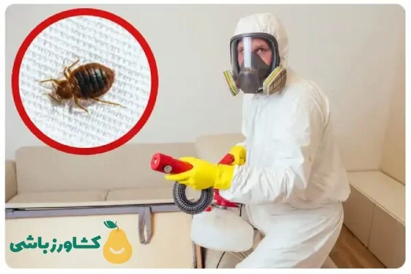 سمپاشی ساس بدون تخلیه منزل و بدون بو؛ راز موفقیت شرکت کشاورزباشی در مقابله با آفت مزاحم!