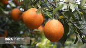 برداشت شگفت‌انگیز ۸۰ هزار تن مرکبات از باغات گیلان در فصل طلایی!