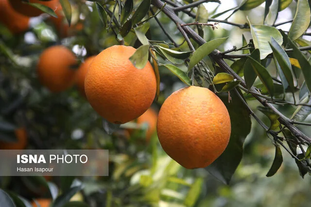 برداشت شگفت‌انگیز ۸۰ هزار تن مرکبات از باغات گیلان در فصل طلایی!
