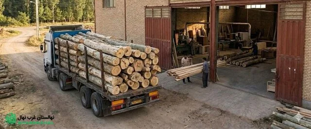 چطور بدون دردسر و آفت، نهال صنوبر پربازده پرورش دهیم؟