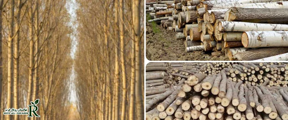 نحوه پرورش نهال صنوبر پربازده بدون آفات و دردسر اضافه