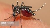 شیوع نگران‌کننده تب دنگی در هرمزگان؛ بیش از ۲۵۰ نفر مبتلا شدند