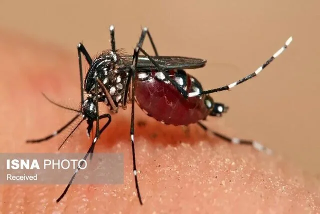 شیوع نگران‌کننده تب دنگی در هرمزگان؛ بیش از ۲۵۰ نفر مبتلا شدند
