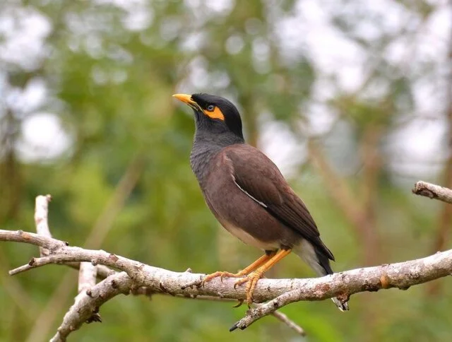 تهدید جدی مرغ مینا برای آینده گنجشک‌های خراسان شمالی؛ آیا انقراض در راه است؟