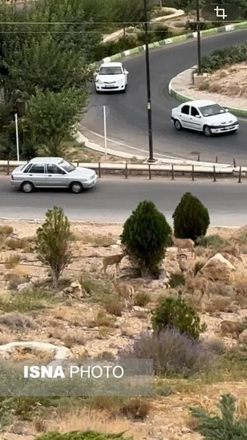 خشکسالی‌ کل و قوچ‌های تپال را به معابر شهری کشاند/ مردم نذر طبیعت کنند + ویدئو