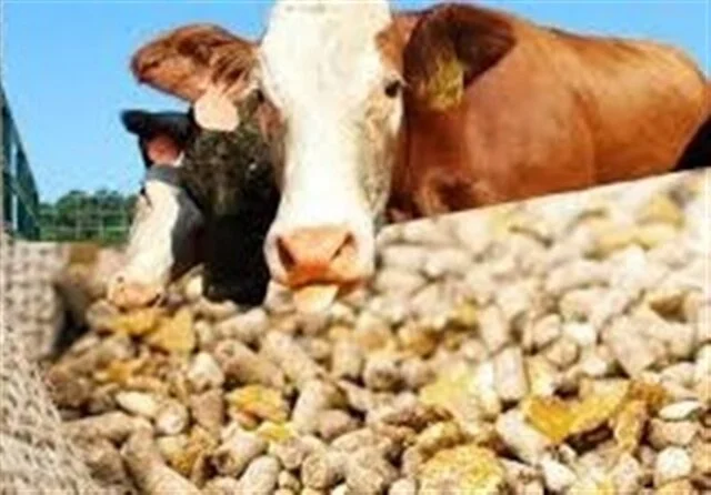 تامین کامل نهاده‌های دامی در همدان؛ ذخایر حیاتی دامداران پر و آماده توزیع!