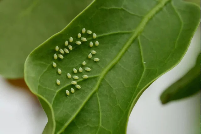 چطور اقدامات زمستانی باغداران، کابوس آفات سال آینده را از بین می‌برد؟