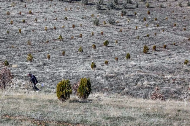 احیای معجزه‌آسای ۱۰ هکتار جنگل سوخته در گردنه اسدآباد؛ تغییر شگفت‌انگیز طبیعت در پاییز امسال!