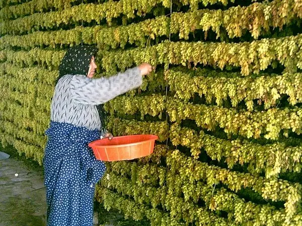 دلالی و خامفروشی مهمترین محصولات خلیلآباد در سایه فقدان کارخانههای فرآوری