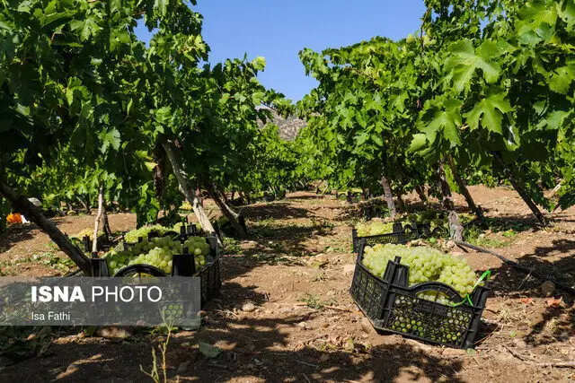 دلالی و خامفروشی مهمترین محصولات خلیلآباد در سایه فقدان کارخانههای فرآوری