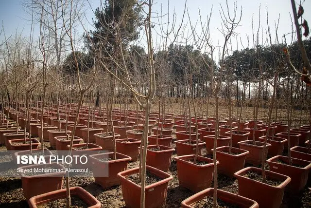 ایران با برنامه کاشت یک میلیارد درخت، به جنگ تغییرات اقلیمی می‌رود!