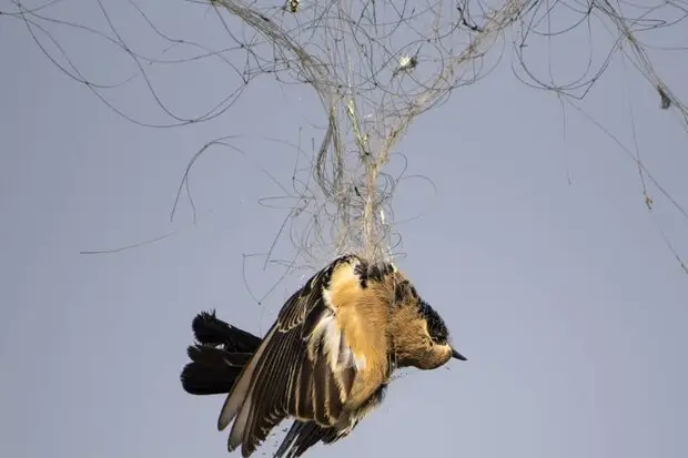 ممنوعیت قطعی شکار پرندگان وحشی در گیلان؛ ۴۲ دام هوایی جمع‌آوری شد!