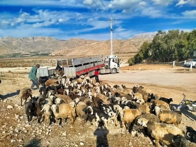 دادستان کازرون با ورود قاطع، دام غیرمجاز را در تالاب پریشان توقیف کرد!