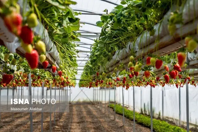 البرز چگونه ۲ درصد محصولات کشاورزی کشور را به خود اختصاص داد؟