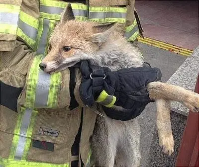 نشست ویژه آتش‌نشانی و محیط زیست برای مدیریت حضور جانوران وحشی در شهرها!