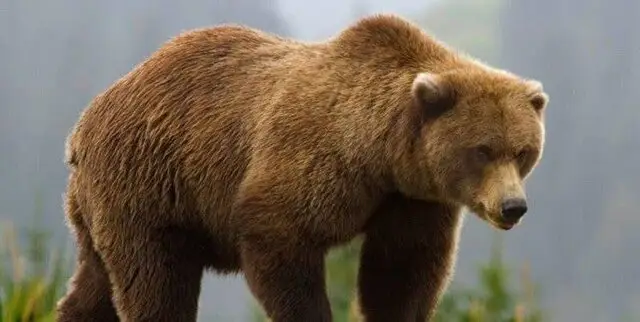 ضیافت پایانی پاییز در هیرکانی/ خرس‌ها پیش از خواب زمستانی چه می‌کنند؟