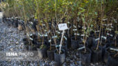 شکستن رکورد در نهالستان‌های سمنان؛ تولید نهال از 7 میلیون گذشت!