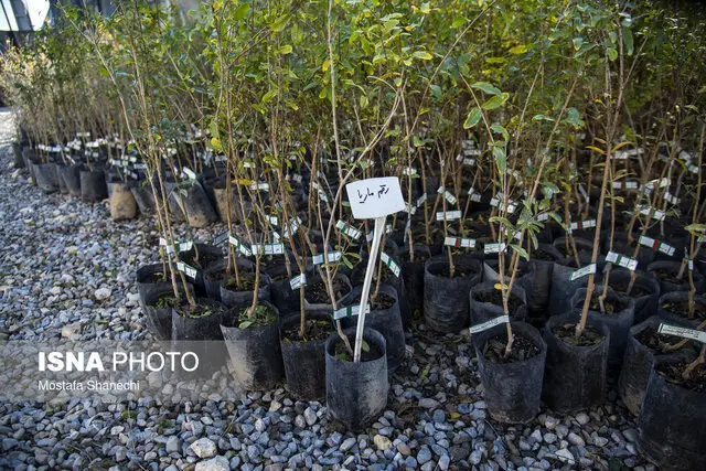 شکستن رکورد در نهالستان‌های سمنان؛ تولید نهال از 7 میلیون گذشت!