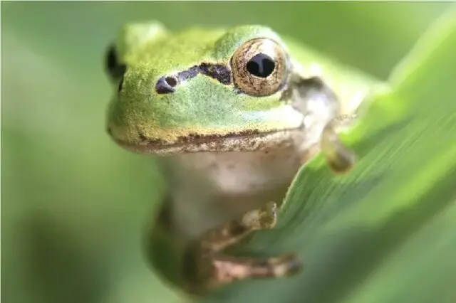 باکتری روده قورباغه درختی ژاپنی، قاتل بی‌رحم تومورهای سرطانی موش‌ها شد!