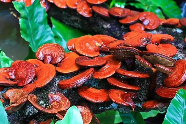 کشف شگفت‌انگیز یک قارچ سنتی که سلامت استخوان‌ها را تضمین می‌کند!