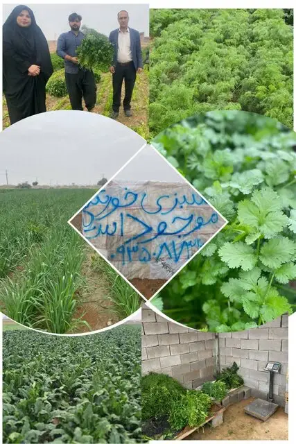 برداشت نخستین مزرعه سبزی خورشتی در دهلران؛ تحولی بزرگ در کشاورزی منطقه