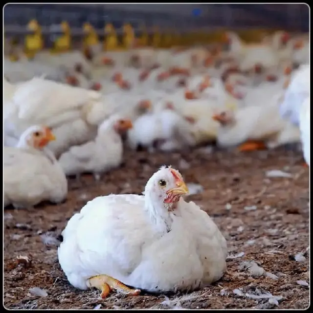 رکوردشکنی جوجه‌ریزی در ایلام؛ رشد ۲۶ درصدی در نیمسال نخست امسال!