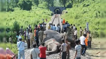 برخورد ناگهانی قطار با گله ۱۰۰ راسی فیل‌ها در شمال‌شرق هند؛ حادثه‌ای بی‌سابقه در دل جنگل‌های آسام