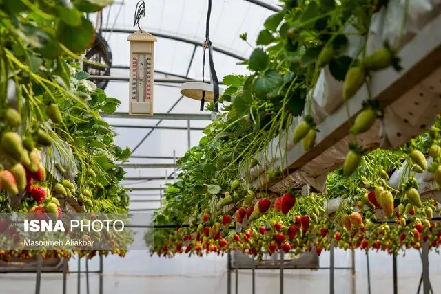 چرا توسعه کشت گلخانه‌ای در البرز به یک ضرورت انکارناپذیر تبدیل شده است؟