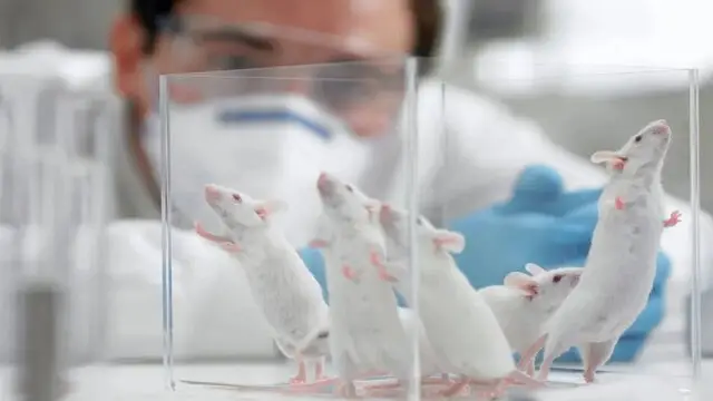 رهاسازی موش‌های آزمایشگاهی در طبیعت؛ تغییر شگفت‌انگیز رفتار و زندگی آنها چه بود؟