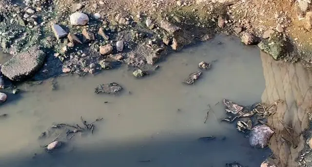 هشدار فوری؛ بارندگی‌ها چگونه پشه ناقل تب دنگی را در هرمزگان تقویت کردند؟