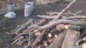 دستگیری متخلفان قطع درختان در سبزکوه؛ عملیات مخفیانه زغال‌سازی لو رفت!