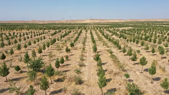 معاون وزیر جهاد کشاورزی از بزرگ‌ترین پارک جنگلی قم بازدید کرد؛ راز استفاده هوشمندانه از پساب‌های شهری فاش شد!