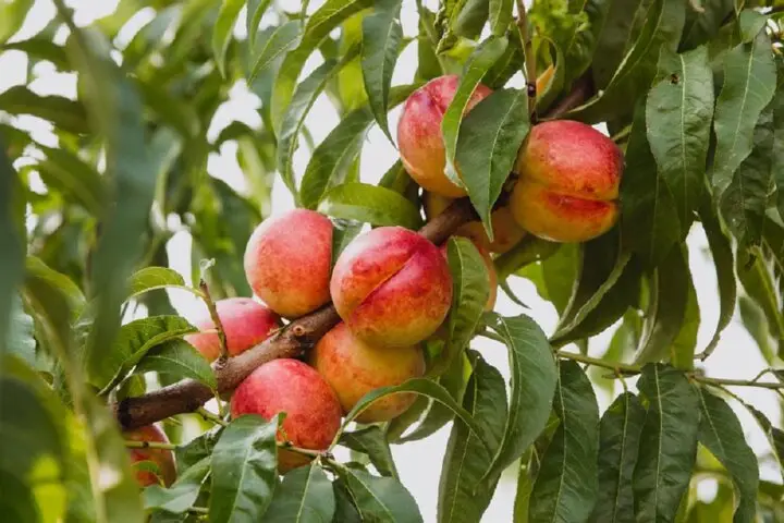 علم جدید برگ‌ها را به ساعت دقیق رسیدن میوه‌ها تبدیل کرد!