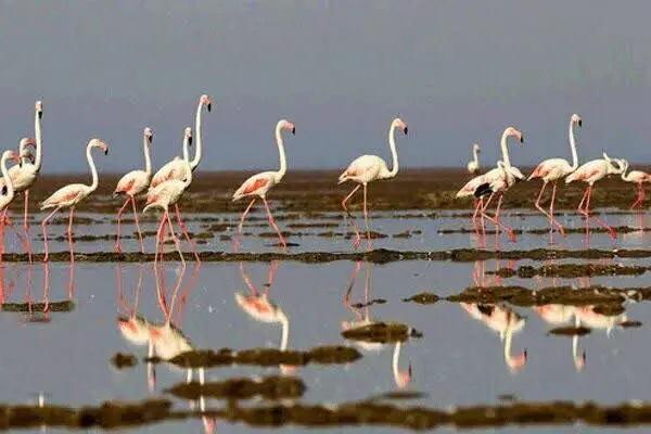 شکار لحظه‌های بی‌نظیر: مهاجرت دسته ۱۵۰ تایی فلامینگوها به تالاب سولدوز نقده