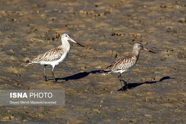 پایش میدانی و سرشماری دقیق پرندگان مهاجر در مهرستان؛ تهدیدات زیست‌محیطی زیر ذره‌بین!