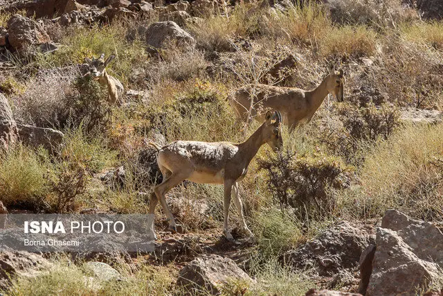 معاون محیط‌زیست کردستان هشدار داد: غذارسانی خودسرانه به حیات‌وحش ممنوع و خطرناک است!