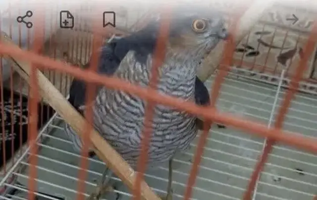 دستگیری فروشنده پرنده شکاری نادر در پلتفرم مجازی قم؛ کشف بال «قرقی» و واکنش سریع یگان محیط زیست