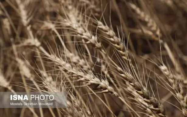 توقیف ۳۰ تُن جو قاچاق در قم؛ پرونده‌ متخلفان به سازمان تعزیرات ارسال شد