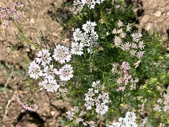 گشنیز؛ طلایه‌دار اقتصادی دیم‌زارهای آذربایجان شرقی با برداشت شگفت‌انگیز