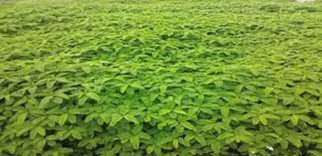 کاشت تاریخی گیاه «سزبانیا» در دهلران؛ تحولی نو در کشاورزی منطقه