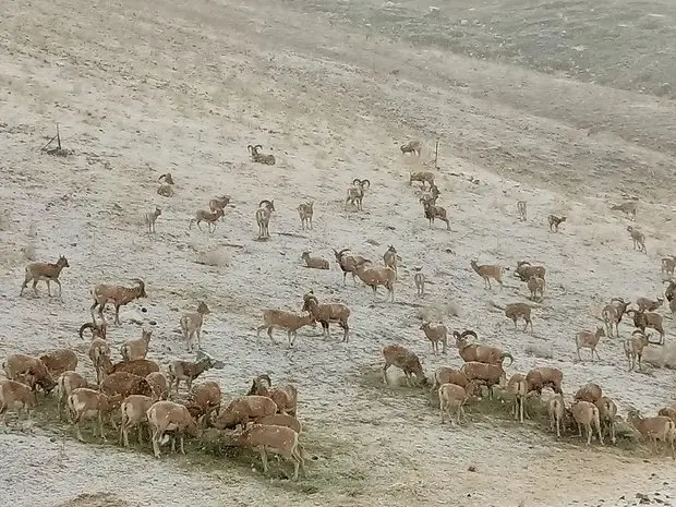 چرا خودداری از تغذیه خودسرانه حیات‌وحش در زمستان حیاتی است؟ هشدارهای مهم محیط‌زیستی