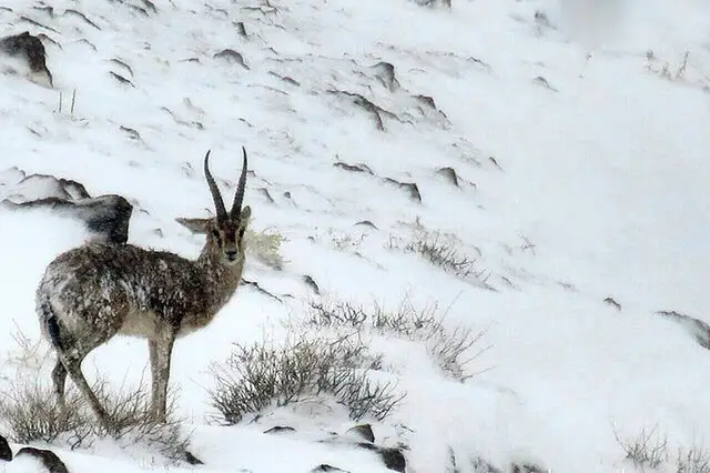 خودداری شهروندان از تغذیه خودسرانه حیات وحش در زمستان