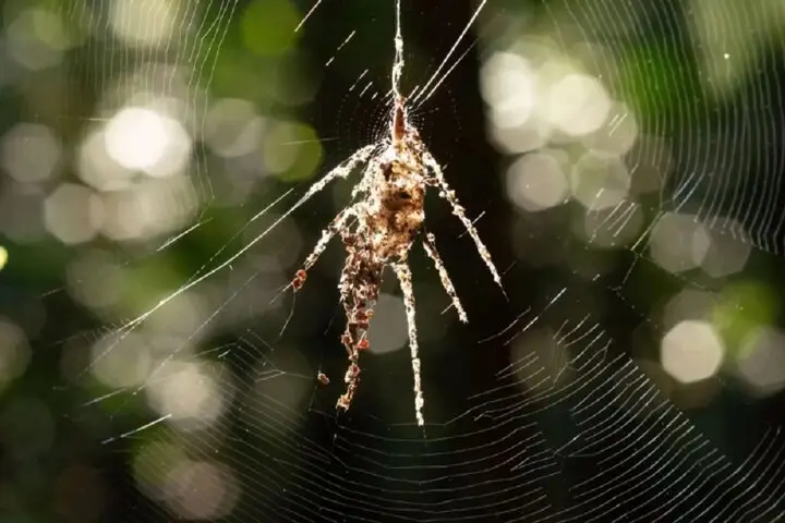 عنکبوت‌های جادوگر: وقتی نسخه جعلی خود را در تار می‌سازند!