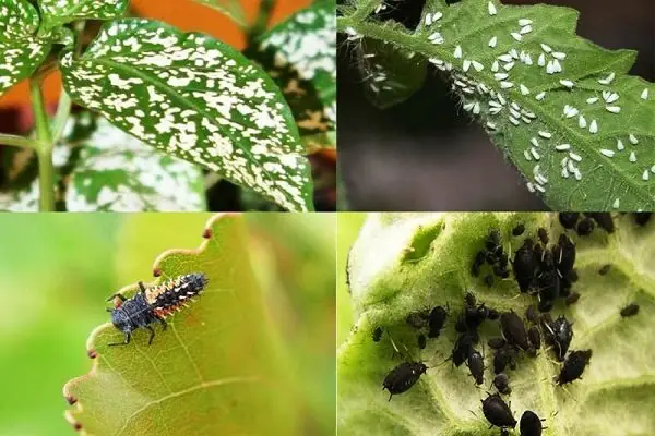 کرمانشاه در صدر مبارزه غیرشیمیایی با آفات؛ راز موفقیت کشاورزی پایدار چیست؟